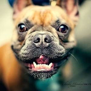 Meet your Posher, Troy